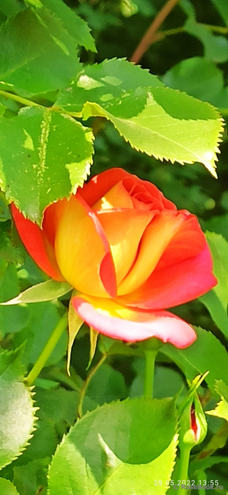 Midsummer