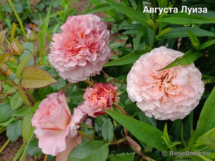 Augusta Luise