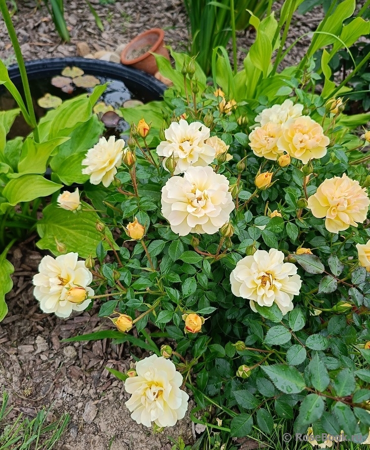 Bienenweide Gelb