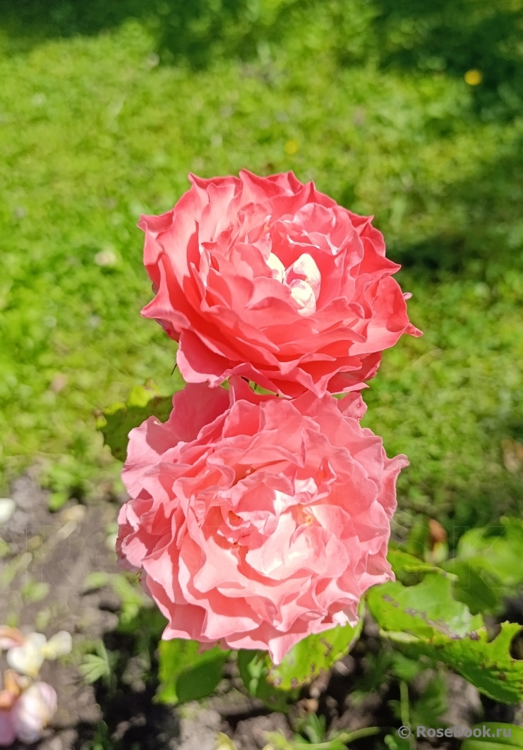Psyche (японск.)