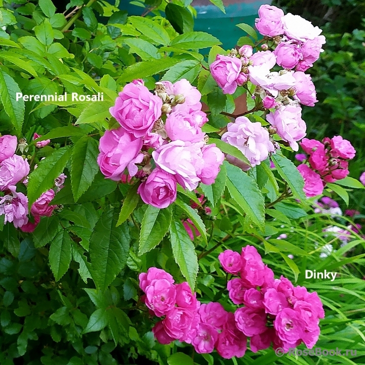Perennial Rosali ®