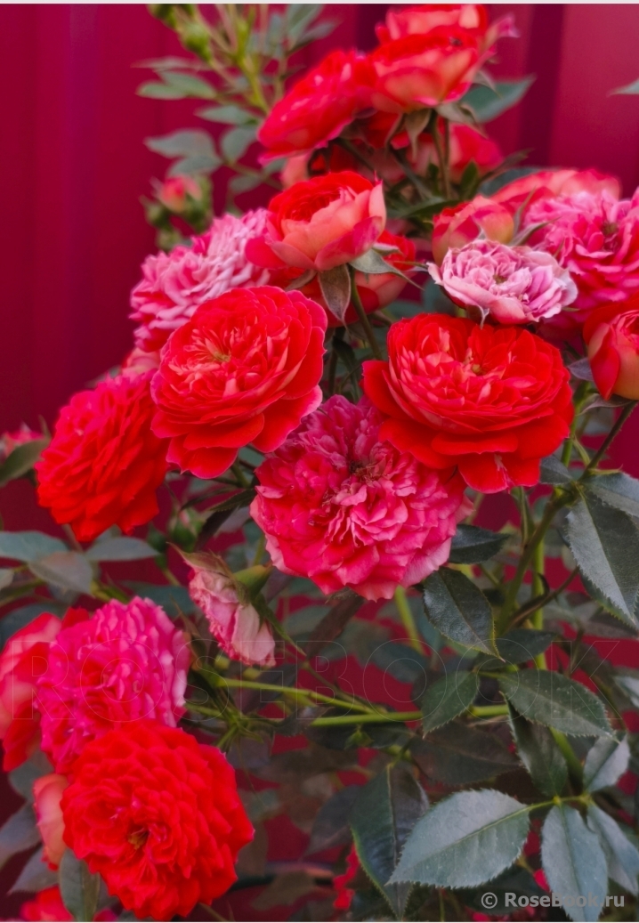Starlet®-Rose Carmen®