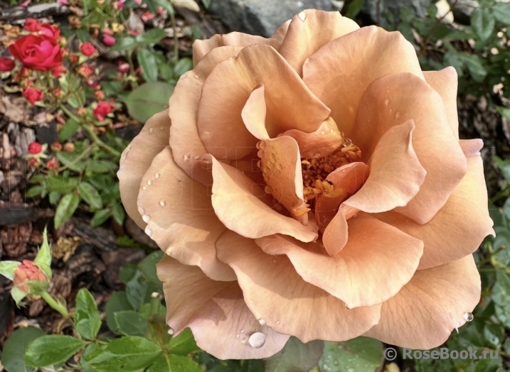 Julia's Rose