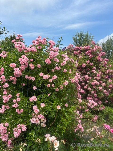 Rosenholm