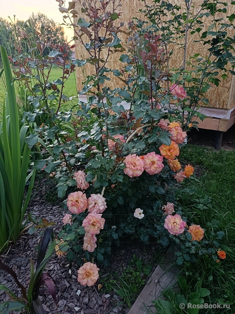 Sahara