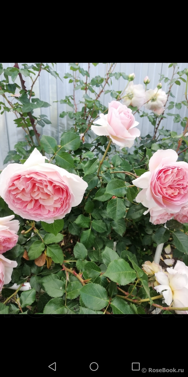 Abraham Darby