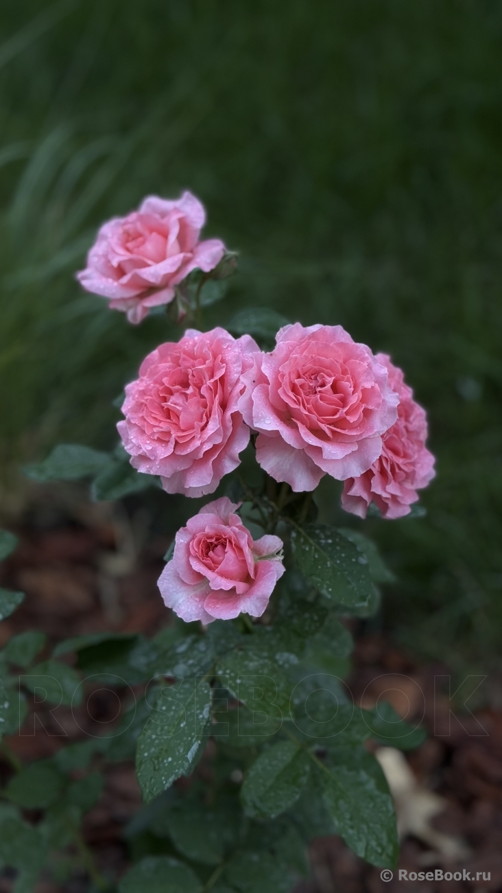 Corail gelee