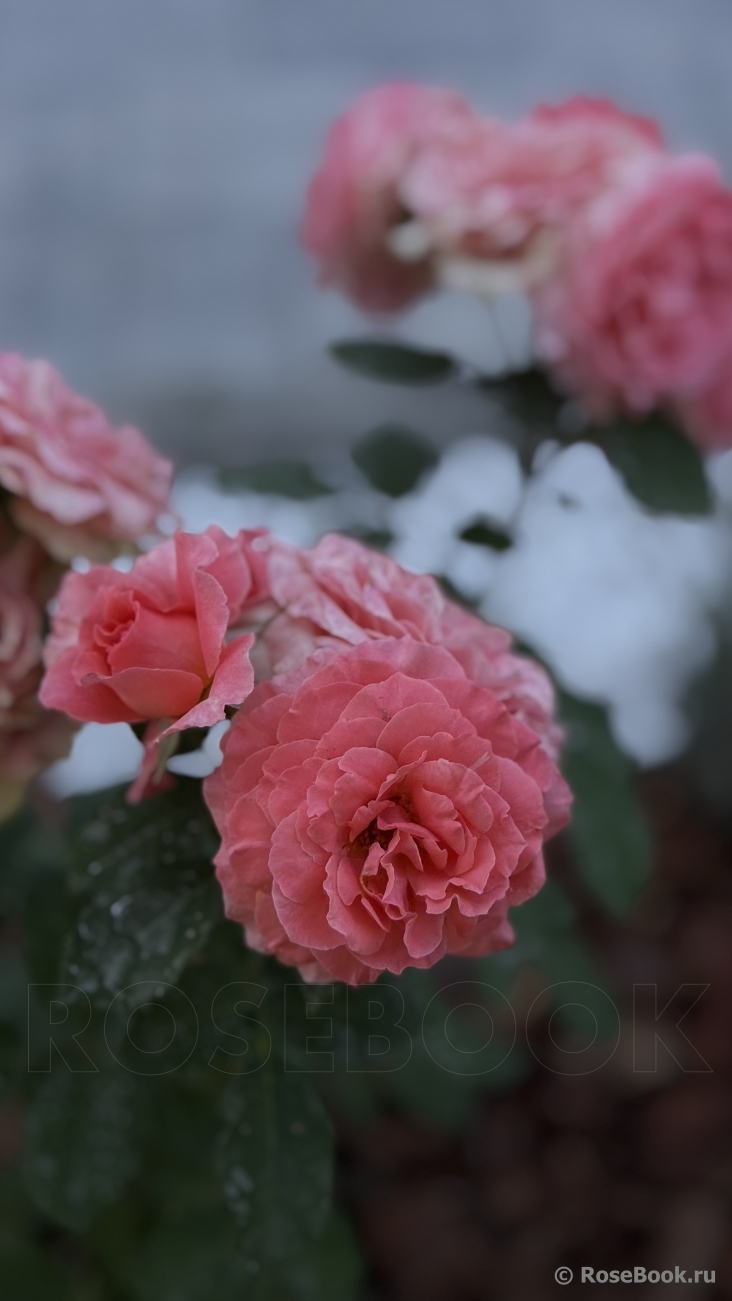 Corail gelee