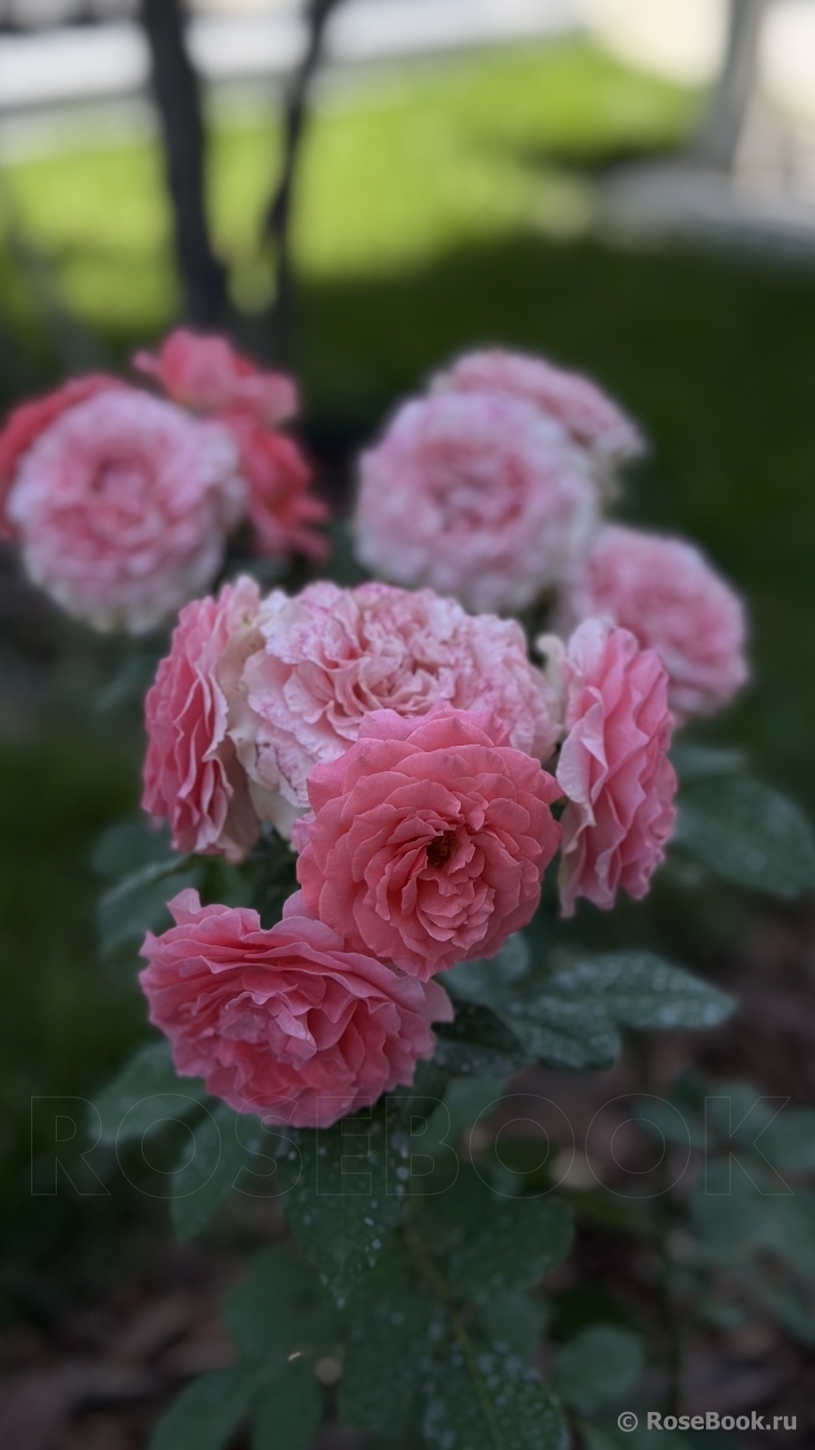 Corail gelee