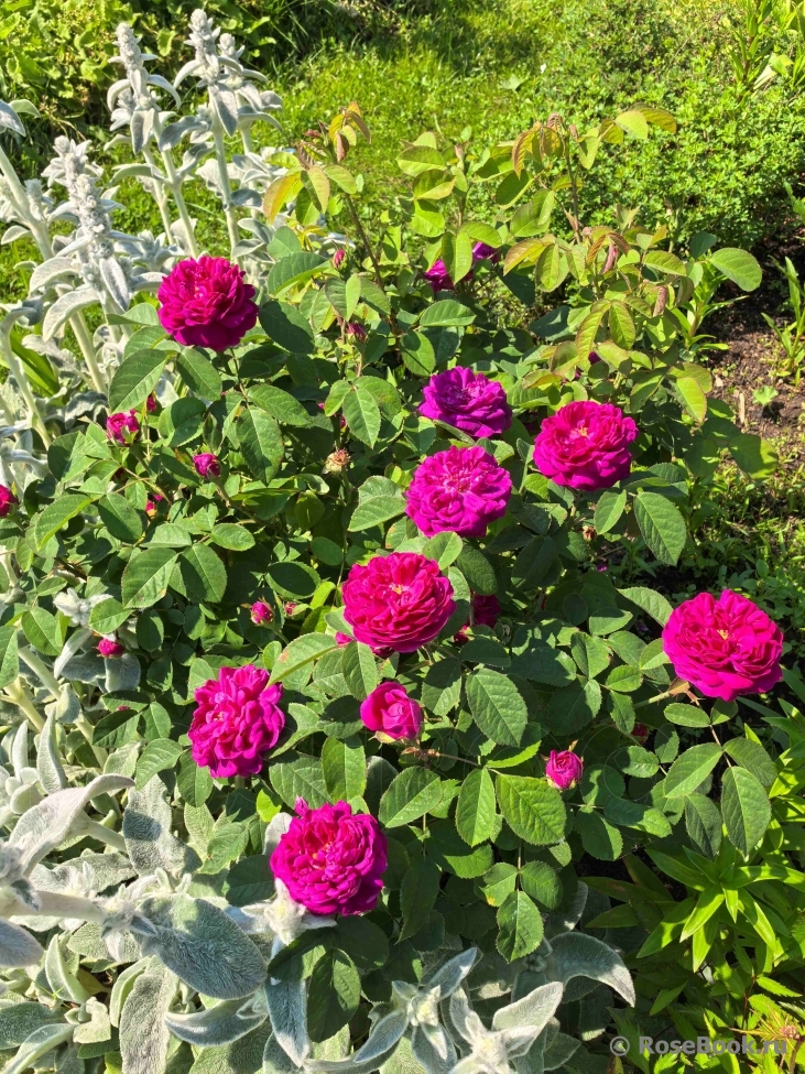 Rose de Rescht