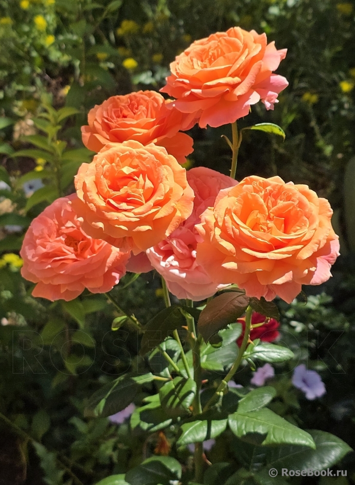 Amour de Molene