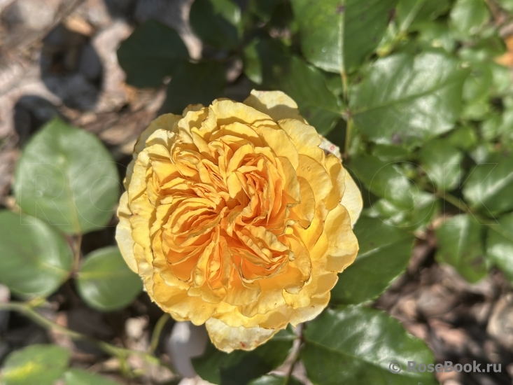 Golden Zest 
