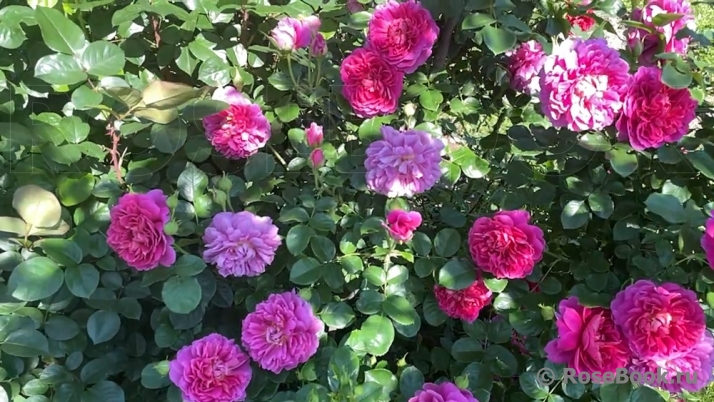 Princess Anne 