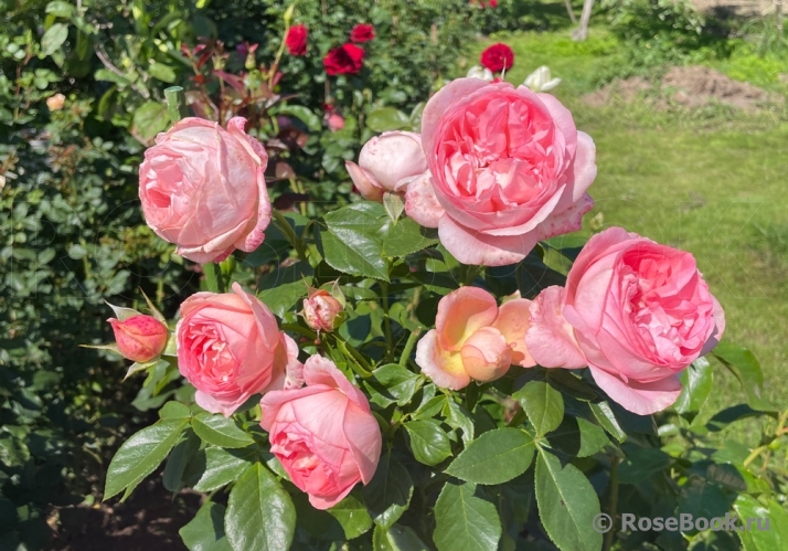 A Shropshire Lad