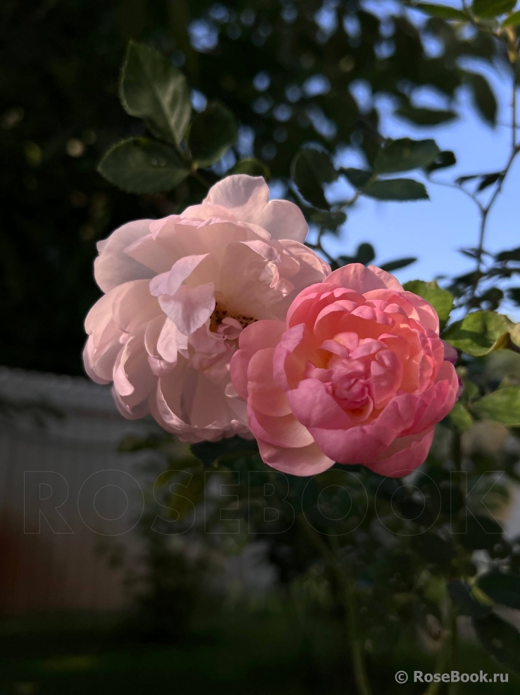 Scarborough Fair