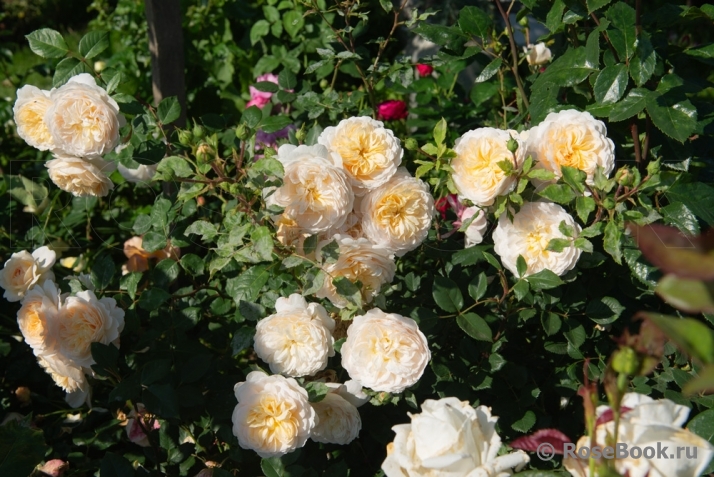 Crocus Rose® 