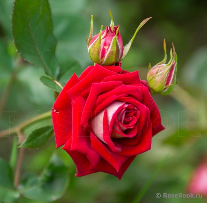Rosige Landdrostei 