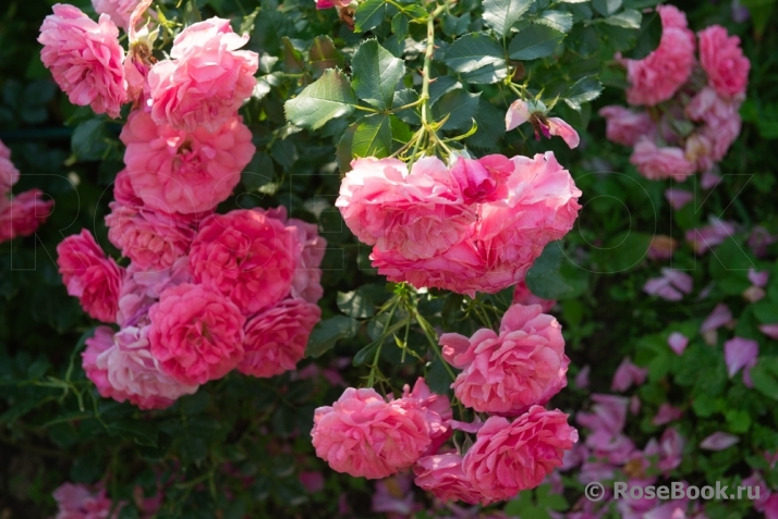 Rosarium Uetersen
