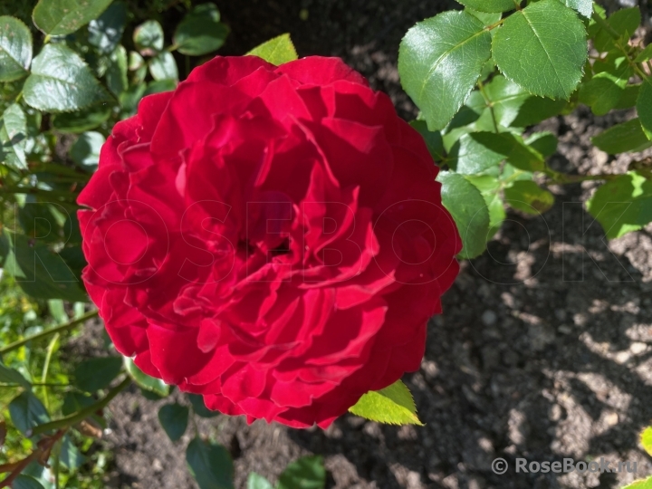 Noemie De Rothschild 