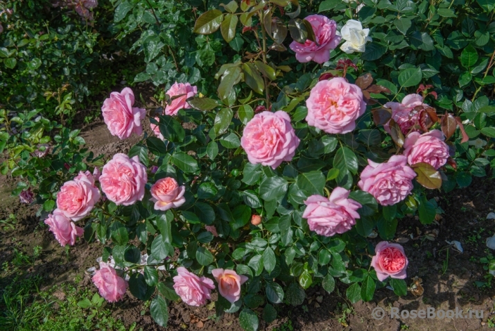A Shropshire Lad