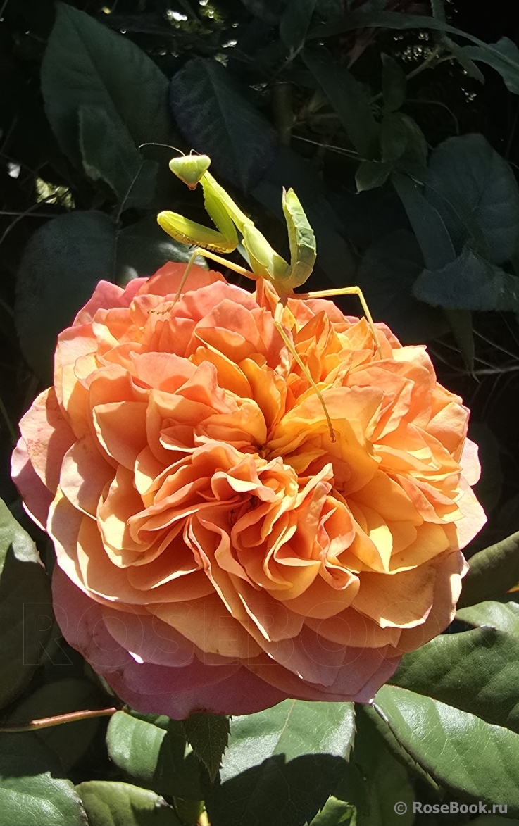 Kensington Gardens