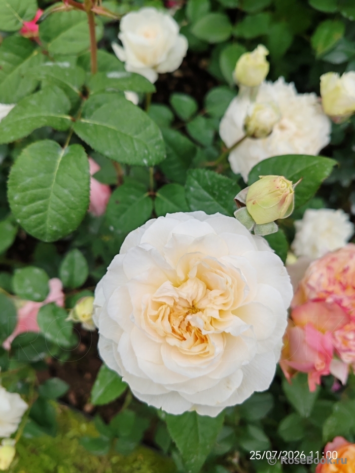 Purity