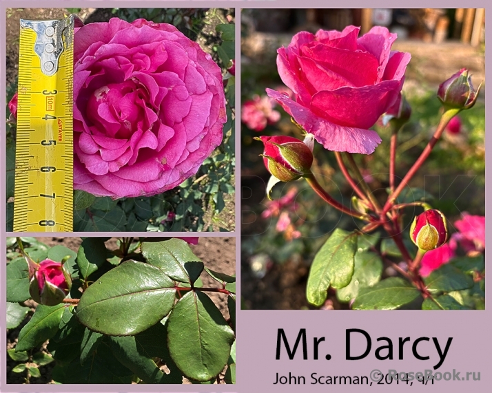 Mr. Darcy