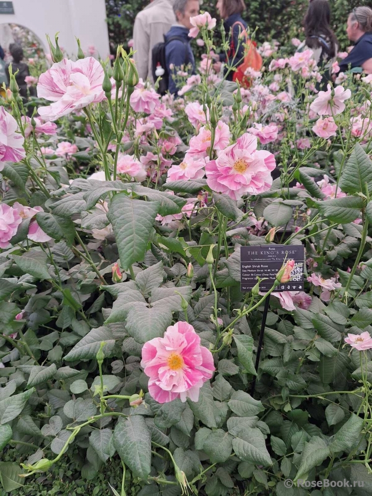 The King's Rose
