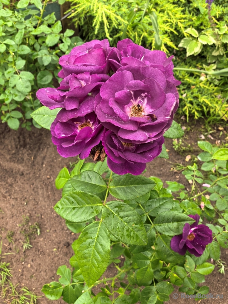 Rhapsody in Blue 