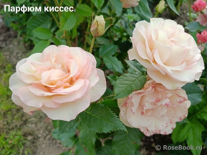 Perfume Kisses ®