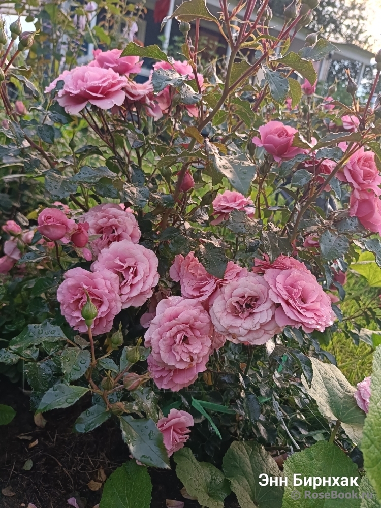 Anne Birnhak 