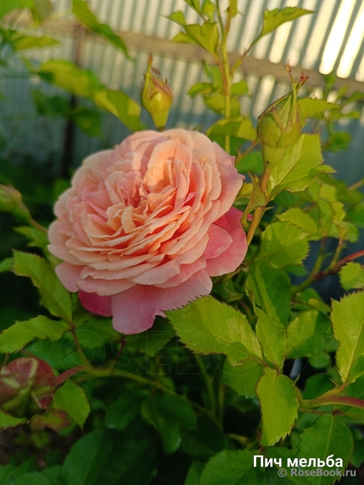 Peach Melba ®