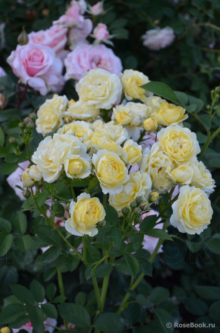 Golden Border