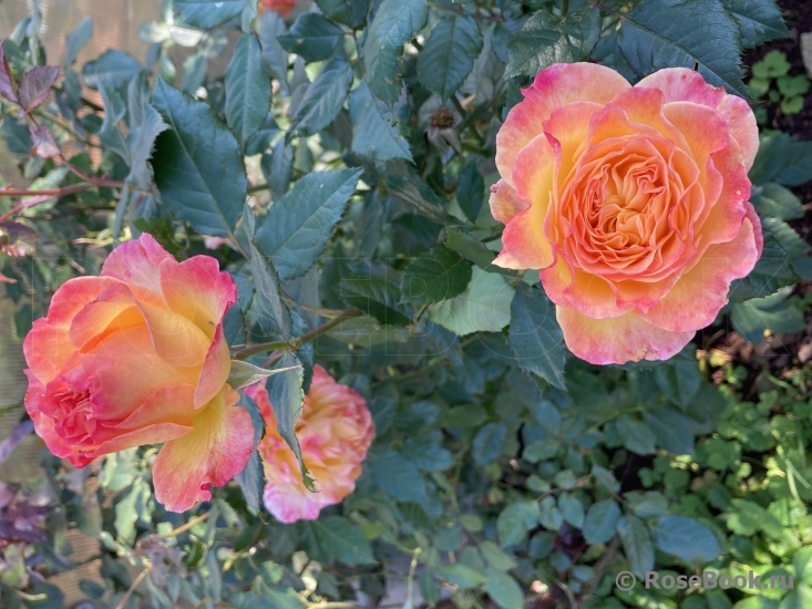 Gartenspass ®