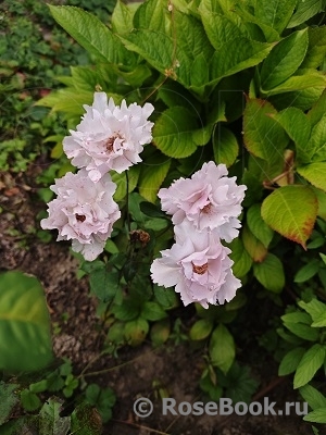 Couture Rose Tilia