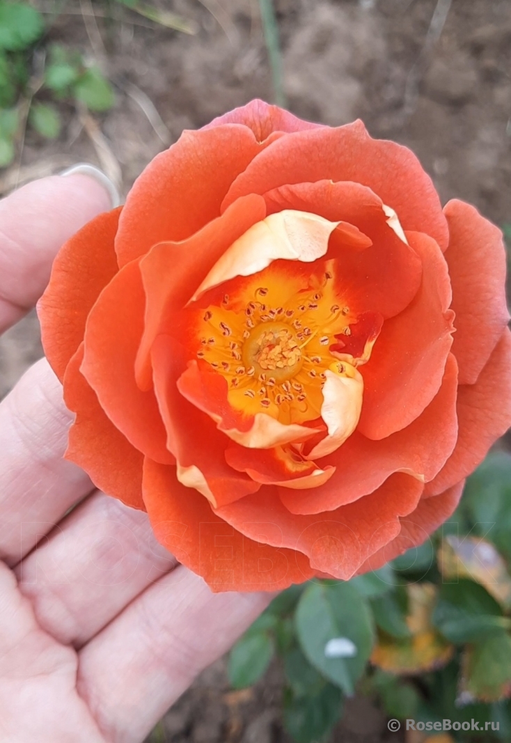 Iris Webb