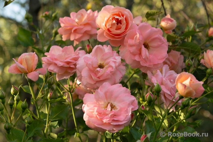 Westerland