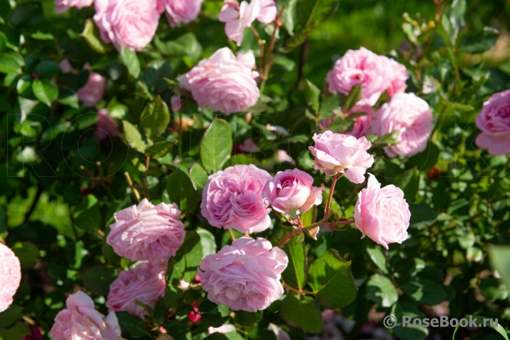 Rosengräfin Marie Henriette