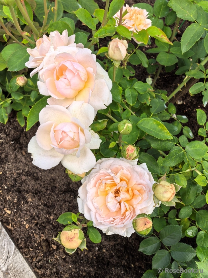 The Lady Gardener
