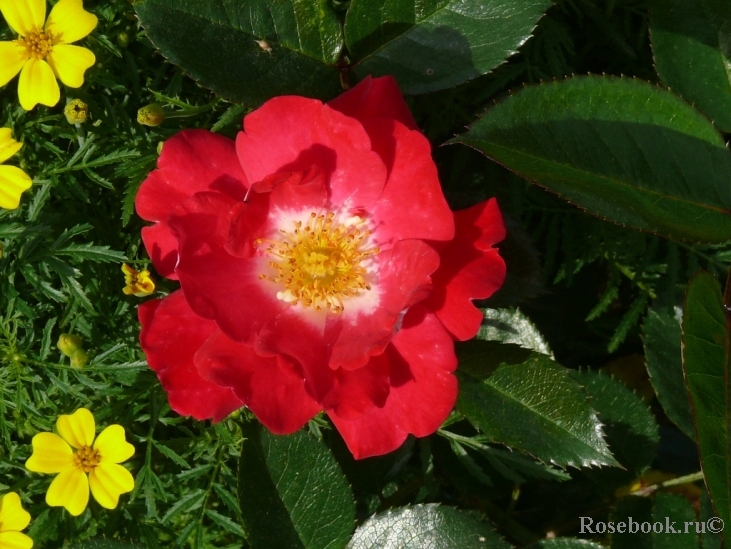 Girlguiding UK Centenary Rose