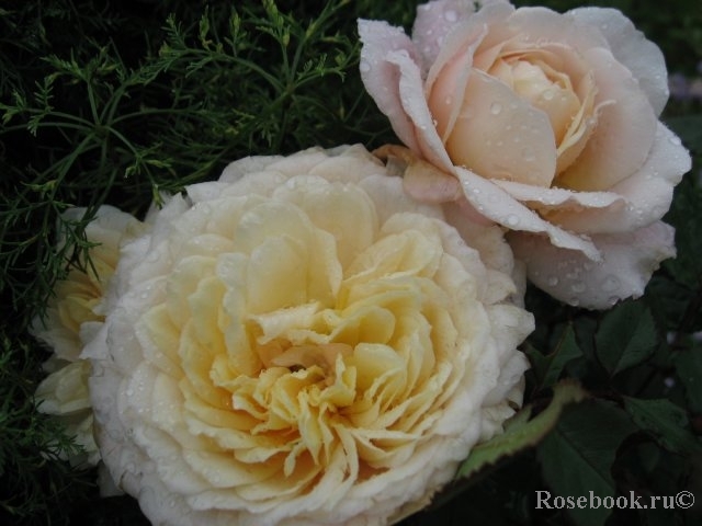 Crocus Rose® 