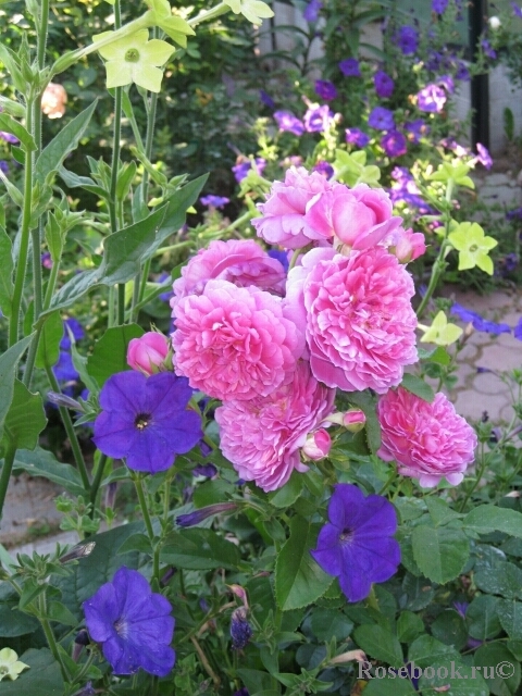 Princess Anne 