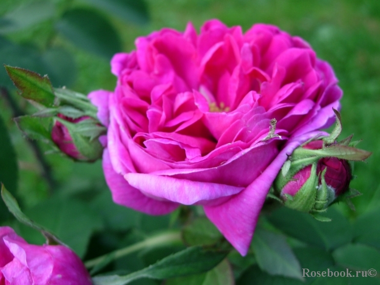Rose de Rescht