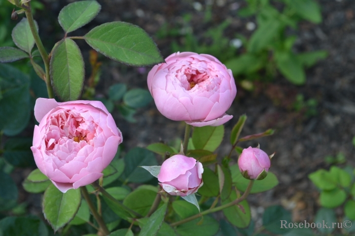 The Alnwick Rose