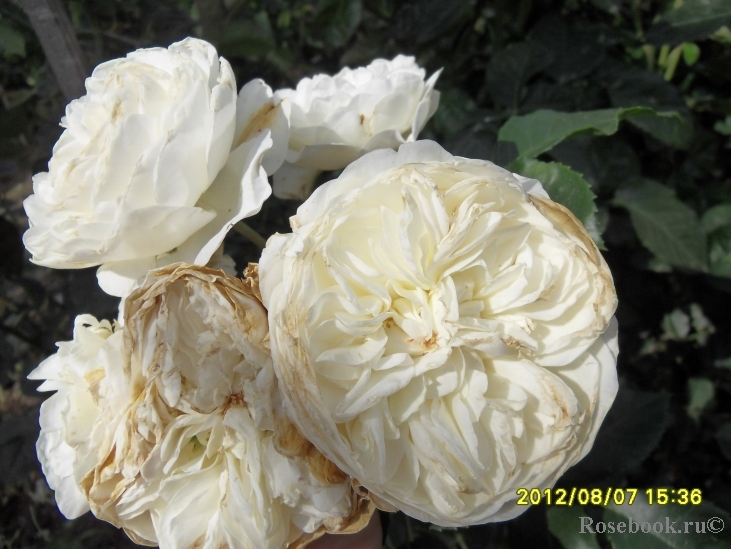 Lady Romantica