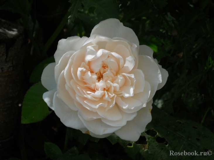 Colonial White