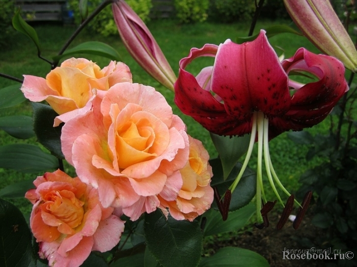 Rosemary Harkness 