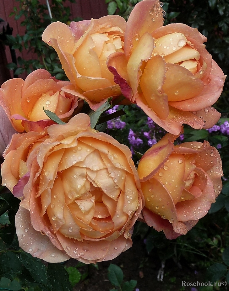 Lady of Shalott 