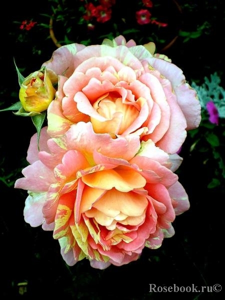 Rose des Cisterciens 