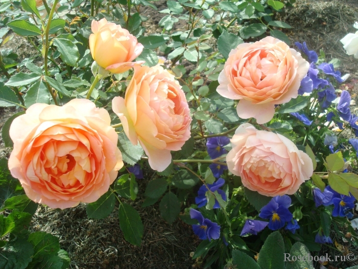 Lady of Shalott 